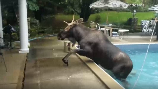 El alce que se tiró a la pile y no sabía cómo salir