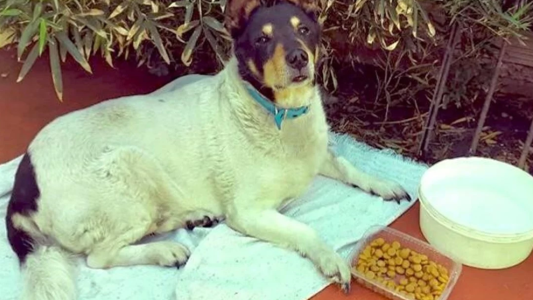 "Toto", el perro que esperó un mes en las vías del tren a su dueño que se había quitado la vida