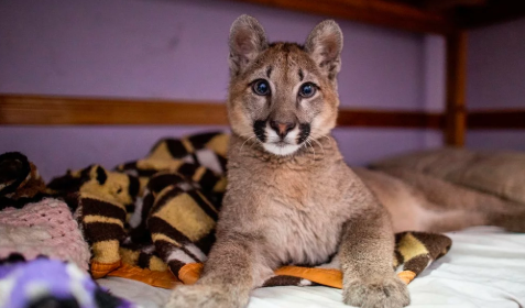 Rescataron a un puma que era la mascota de una casa de Mataderos