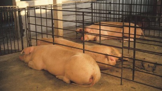 China cría cerdos gigantes del tamaño de "osos polares" ante la escasez de carne