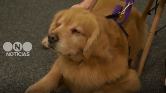 Titán es el primer perro que acompañará a menores que declaren en Cámara Gesell