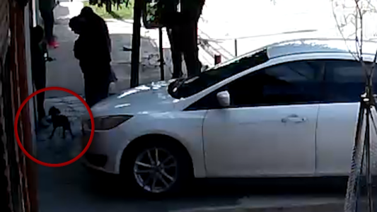 Un video registra el momento en que una familia se roba un perro de una casa