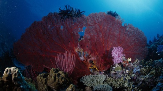 Alarmante aumento de la acidez de los mares debido al cambio climático