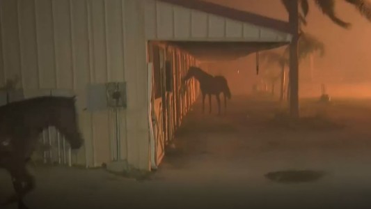 Rescatan caballos atrapados en incendio