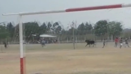 Jujuy: un toro se metió en una cancha de fútbol y embistió a un espectador