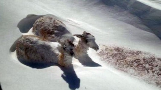 Impactante imagen de guanacos que murieron congelados en San Juan
