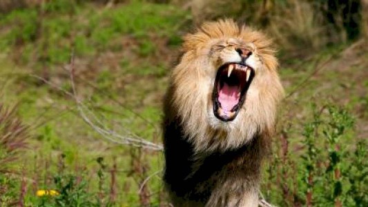 Un electricista fue a cobrar una deuda y le soltaron a un león para no pagarle