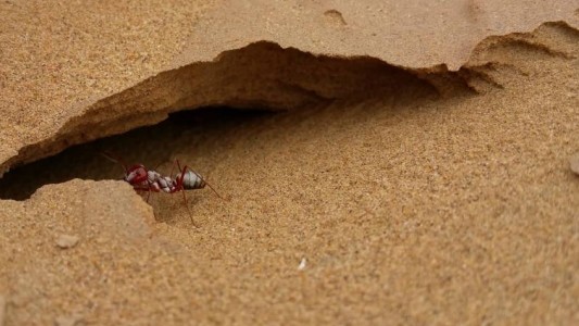 Cataglyphis bombycinas: las hormigas plateadas del Sahara son las más rápidas del mundo