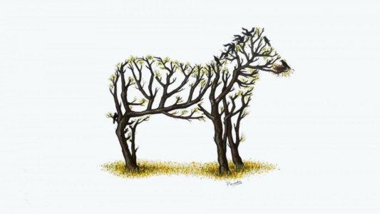 El misterio detrás de la cebra que se viralizó por WhatsApp