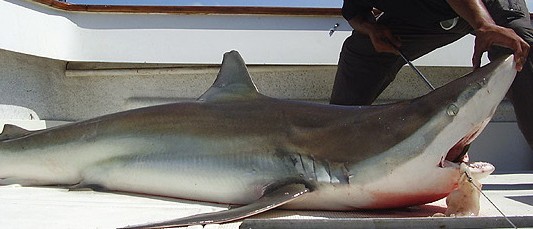 Biólogos advierten sobre la disminución de grandes tiburones en el Mar Argentino