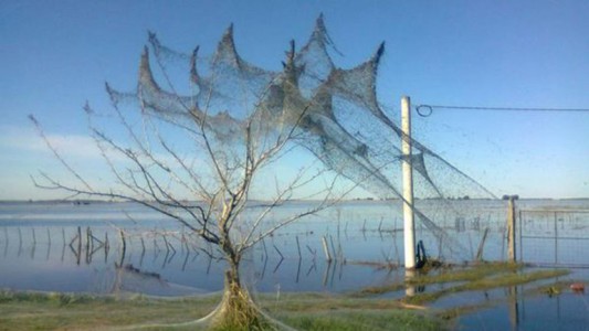 La invasión de arañas se debe a la inundación