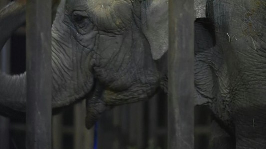 Ramba, la elefanta rescatada de un circo, llegó a un santuario en Brasil