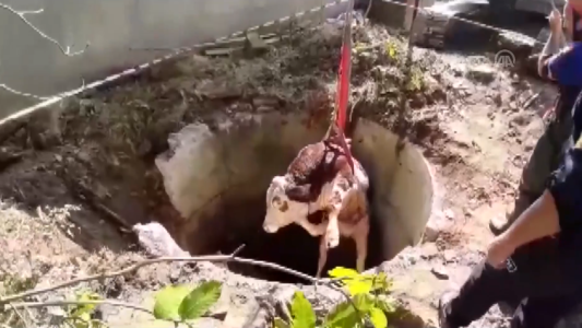 Dramático rescate de un ternero que cayó en un pozo de agua
