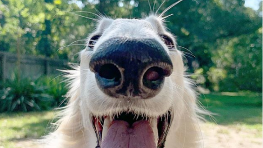 Furor en Instagram por el perro con el hocico más largo del mundo