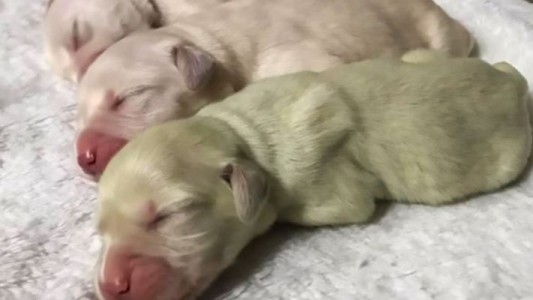 Una perra golden dio a luz un cachorro de color verde