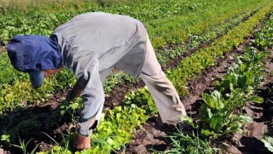 El Gobierno crea el Programa Nacional de Horticultura