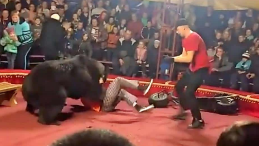 Pánico por un oso que ataca a su domador en medio de un show