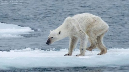 Alarma con el calentamiento global por una foto de una osa polar desnutrida
