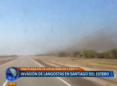 Video: invasión de langostas en Santiago del Estero