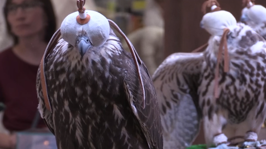 España se convirtió en el primer exportador mundial de halcones