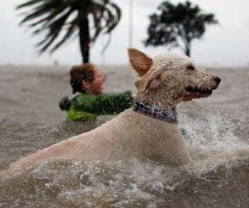 El momento en el que un youtuber salva a su perra de ser devorada por un tiburón