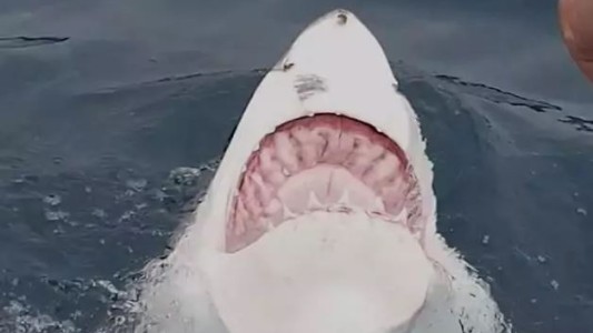 Video inédito: captan a un tiburón blanco nadando de espalda y mostrando todos los dientes