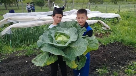 Los nenes de Entre Ríos que cosecharon un repollo gigante
