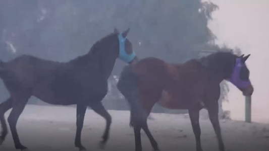Incendios en California: 200 caballos evacuados