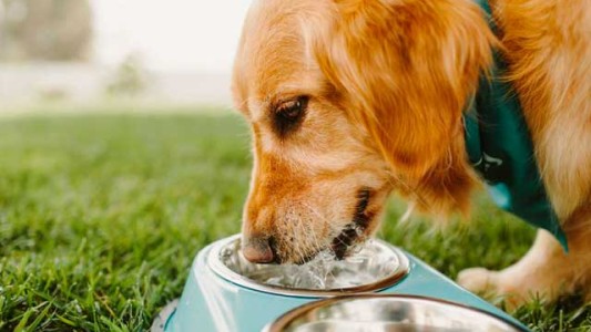 ¿Cómo cuidar a tu perro de las altas temperaturas?