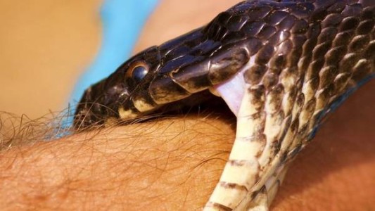 Alerta: en un año se acaba el antídoto para el veneno de víbora
