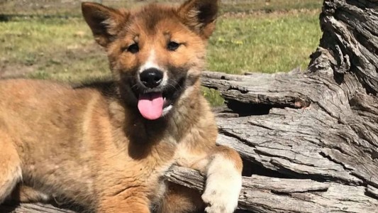 Australia: un águila soltó un cachorro de dingo en el patio de una casa