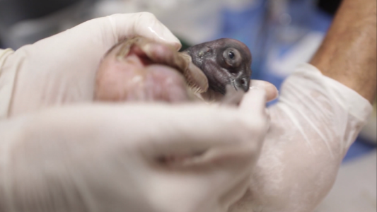 Nacieron dos cóndores en el Ecoparque porteño
