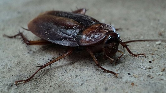 Tenía un intenso dolor de oídos, fue al hospital y le descubrieron 11 cucarachas