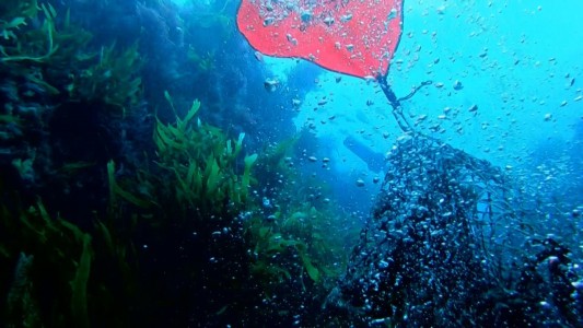 Residuos pesqueros contaminan y acaban con la fauna marina
