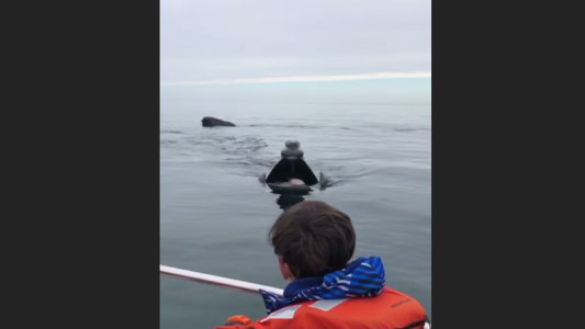 Graban a una ballena comiendo a metros de un bote con turistas