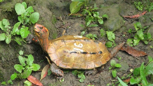 Desaparecieron de un zoológico más de 60 tortugas: en peligro de extinción