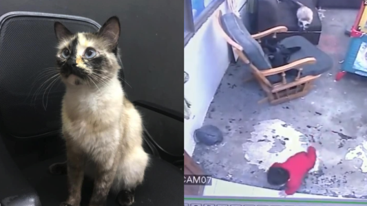 Video: el momento en que un gato salva a un bebé de caer por unas escaleras