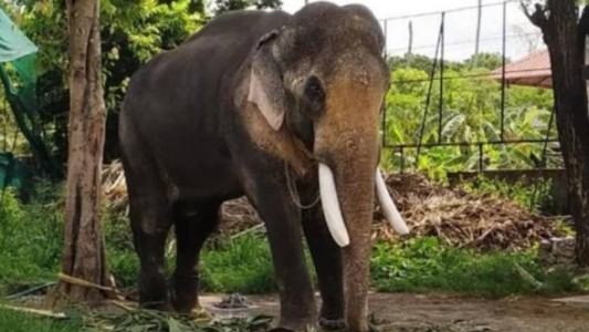 Atraparon al elefante "Bin Laden" tras matar a cinco personas