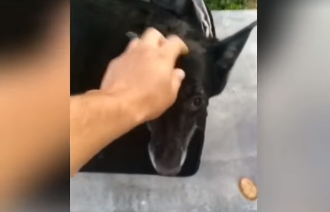 Video: así hallaron una perra encerrada en una valija que murió por un golpe de calor