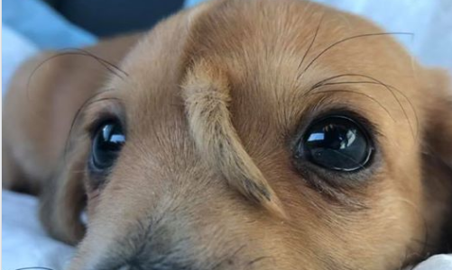 El perro que nació con una cola en la cabeza y fue abandonado por sus dueños