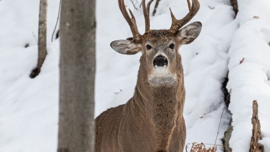 "Una en un millón": en un paseo un político sacó una foto de un ejemplar inusual