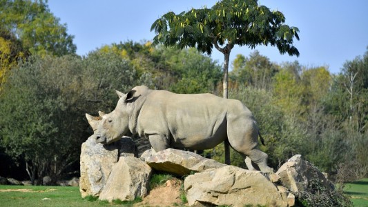 Murió la rinoceronte blanca Sana: "Récord mundial de longevidad"