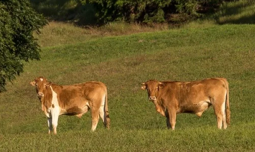 La historia de las vacas que fueron arrastradas por el huracán Dorian y aparecieron meses después en una isla