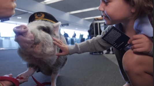Una cerdita ayuda a los pasajeros estresados en el aeropuerto de San Francisco