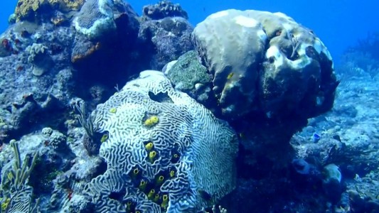 Una rara enfermedad amenaza los corales del Caribe