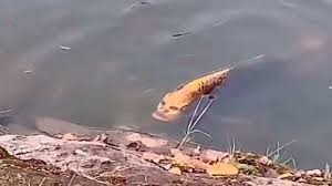 Video: el aterrador pez con rostro humano que se hizo viral