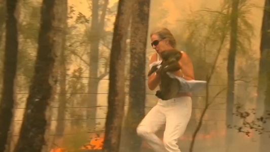 Conmovedor rescate de un koala en medio de las llamas