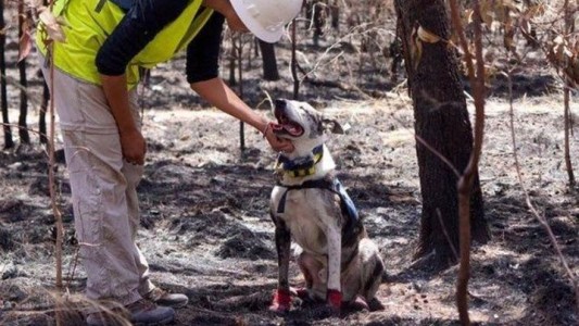 Bear, el perro que rescata koalas entre los incendios de Australia