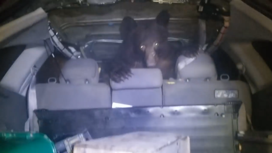 Sonó la alarma de su auto y descubrió un oso en el asiento trasero