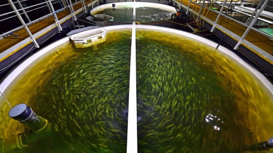 Salmones de desierto: producen hasta 15.000 kilos mensuales en Dubai